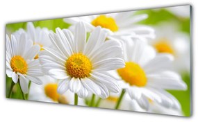 Obraz plexi Sedmokrásky rastlina príroda 125x50 cm