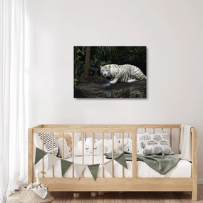 Sklenený obraz - Tiger albín (70x50 cm)