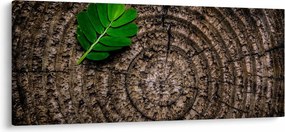 Obraz listu na kmeni stromu (120x50 cm)