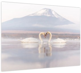 Obraz - Zamilované labute (70x50 cm)