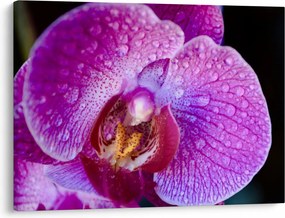Detailný obraz kvetu orchidey (70x50 cm)