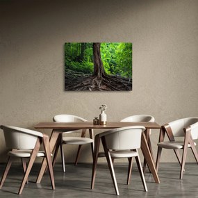 Sklenený obraz - Starý strom s koreňmi (70x50 cm)