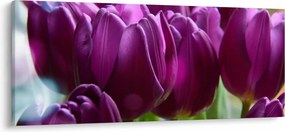Obraz tulipánov (120x50 cm)