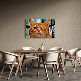 Obraz žmurkajúce mačky (90x60 cm)