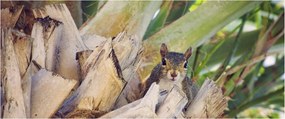 Obraz veveričky na strome (120x50 cm)