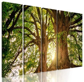5-dielny obraz staré stromy