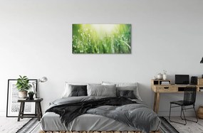 Obraz na skle Tráva slnko kvapky 140x70 cm