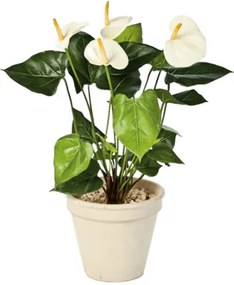 Anthurium de luxe cream 56cm