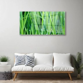 Skleneny obraz Tráva kvapky rastlina príroda 125x50 cm