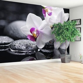 Fototapeta Vliesová Orchidea 208x146 cm