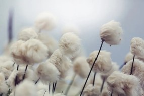 Okúzľujúca tapeta kvety bavlny vo vetre