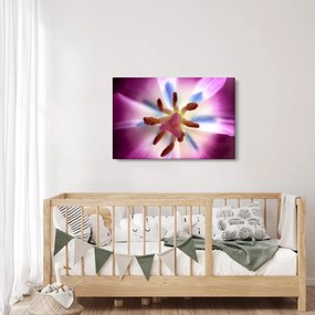 Obraz - Kvet tulipánu v detailu (90x60 cm)
