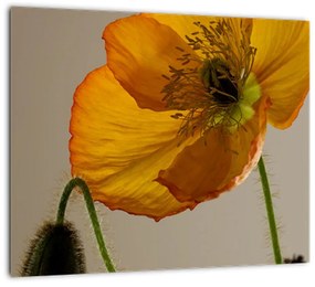 Žltý kvet - obraz