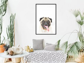 Artgeist Plagát - Pug [Poster] Veľkosť: 40x60, Verzia: Zlatý rám s passe-partout