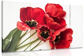 Obraz rozkvitnuté červené tulipány