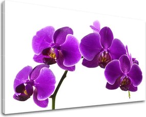 Obraz na stenu KVETY KV028E11 - 40x60 cm