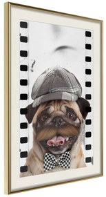 Artgeist Plagát - Pug In Hat [Poster] Veľkosť: 40x60, Verzia: Zlatý rám s passe-partout