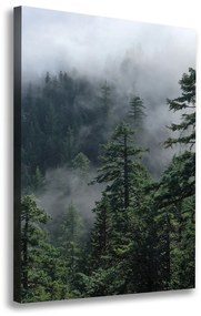Foto obraz na plátne Hmla nad lesom pl-oc-70x100-f-103817714