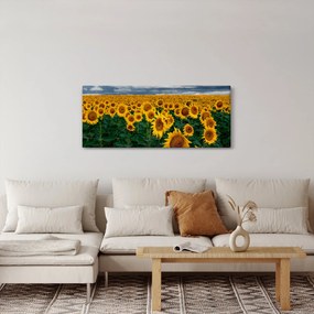 Obraz slnečnicového poľa (120x50 cm)
