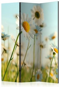 Artgeist Paraván - Daisies - spring meadow [Room Dividers]