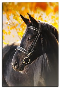 Obraz na plátne - Čierny kôň - obdĺžnik 7220A (120x80 cm)