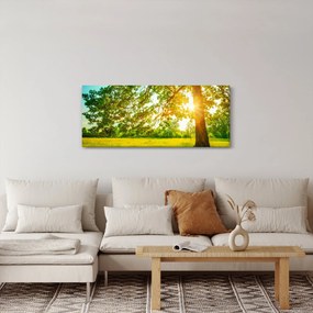 Obraz - Slnečný les (120x50 cm)