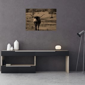 Obraz - Texaská krava (70x50 cm)