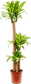 Dracaena fragrans massangeana 120-60-30 Pots. 27x.160 cm