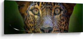 Obraz - Portrét leoparda, Sri Lanka (s hodinami) (90x30 cm)
