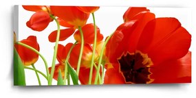Sablio Obraz Tulipány - 110x50 cm