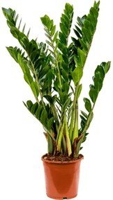 Zamioculcas zamiifolia 21x90 cm