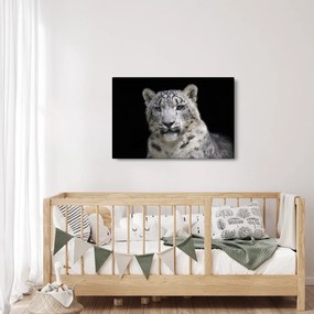 Obraz - Leopard snežný (90x60 cm)