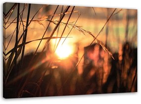 Obraz na plátně Tráva Západ slunce Příroda - 90x60 cm