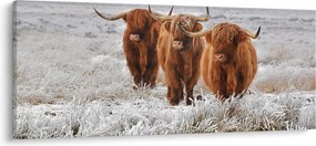Obraz - Škótske kravy (120x50 cm)