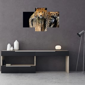 Obraz - Gepard (90x60 cm)