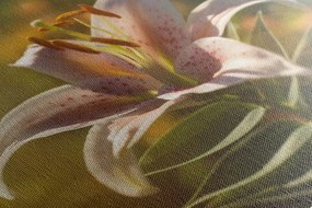 Obraz nádherný kvet s retro nádychom - 120x80