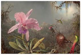 Obraz - Martin Johnson Heade, Cattleya Orchid and Three Hummingbirds, reprodukcia (90x60 cm)