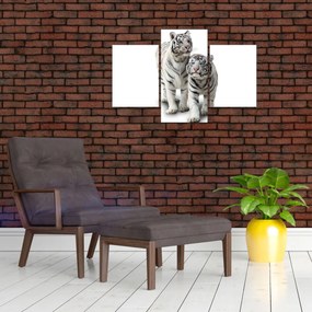 Obraz - Biely tiger (90x60 cm)
