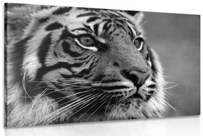 Obraz bengálsky tiger v čiernobielom prevedení - 120x80