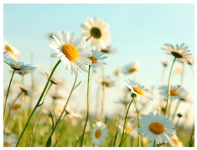 Artgeist Fototapeta - Daisies - spring meadow Veľkosť: 300x231, Verzia: Premium