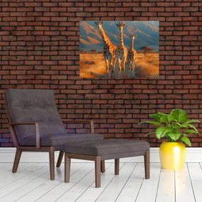 Obraz - Žirafy na pastvine (70x50 cm)