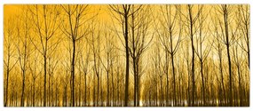 Obraz - Plantáž stromov (120x50 cm)