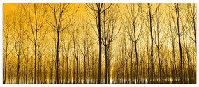 Obraz - Plantáž stromov (120x50 cm)
