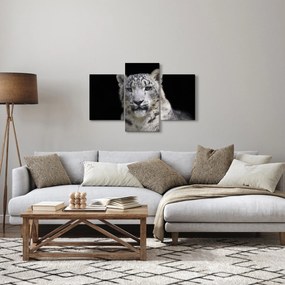 Obraz - Leopard snežný (90x60 cm)