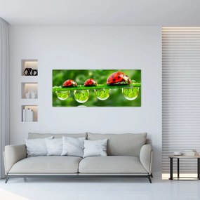 Obraz - Lienka sedembodková (120x50 cm)