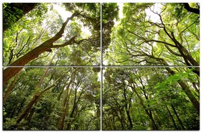Obraz na plátne - Zelené stromy v lese 1194E (120x80 cm)