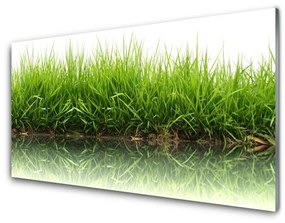 Obraz na akrylátovom skle Tráva príroda rastlina 140x70 cm
