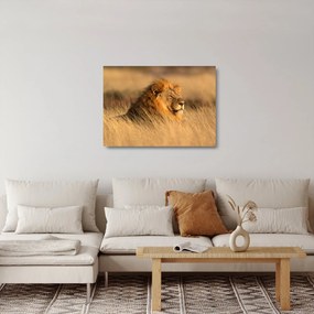Sklenený obraz - Národný park Etosha (70x50 cm)
