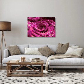 Sklenený obraz ružového kvetu ruže (70x50 cm)