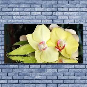 Obraz plexi Okvetné plátky orchidea 120x60 cm